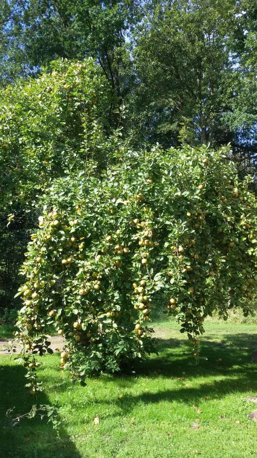 Wohnung Am Wald Witzeeze Εξωτερικό φωτογραφία